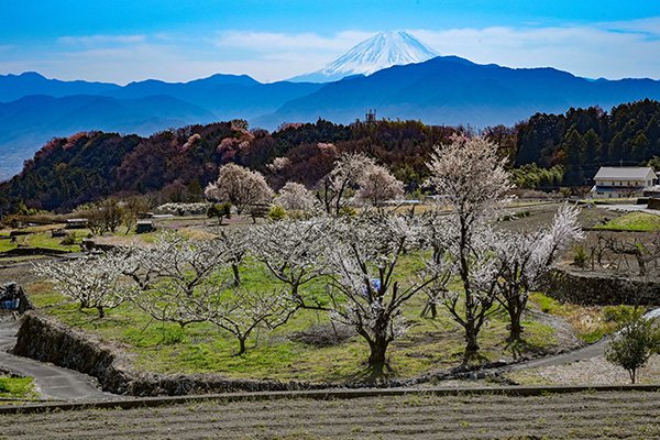 耕地ごしの富士山
