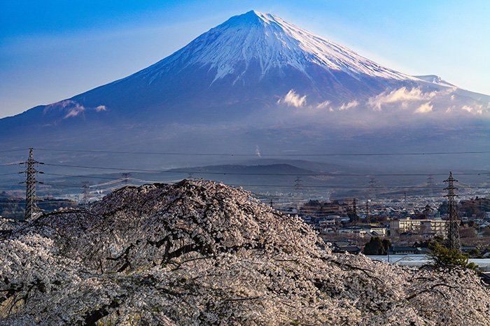 先照寺のしだれ桜と富士山