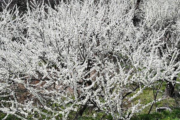 湯沢公園のスモモ