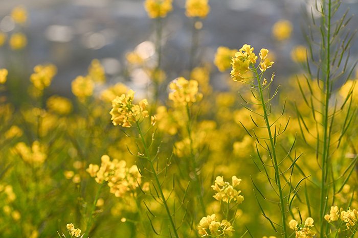 菜の花