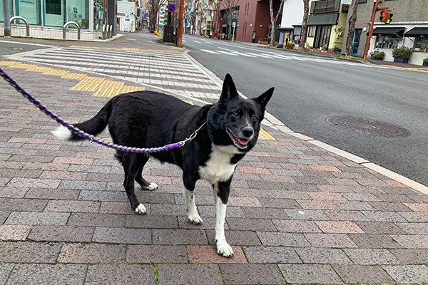 保護犬リンちゃんは愛想が良いです