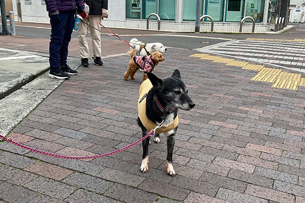 ランニング終盤。わんわん座談会の方がたと出会いました