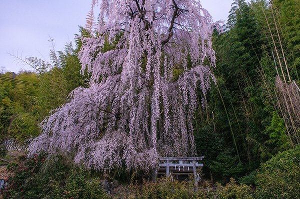 林里若宮のしだれ桜