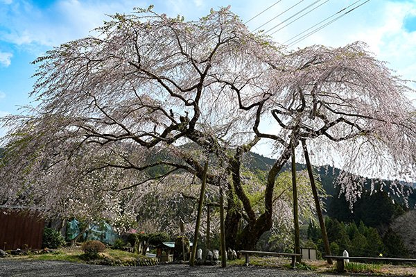 寿永の桜