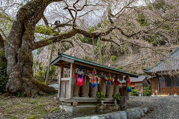 寿永の桜（久圓寺）にむかう。