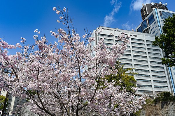 土曜日は開店しているらしいのでいってみました。
