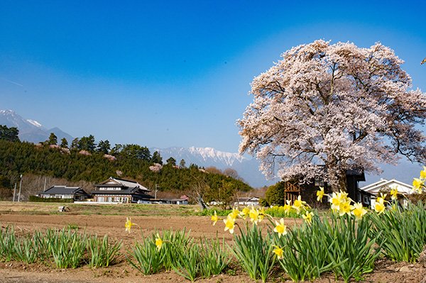 南アルプスと桜の大木