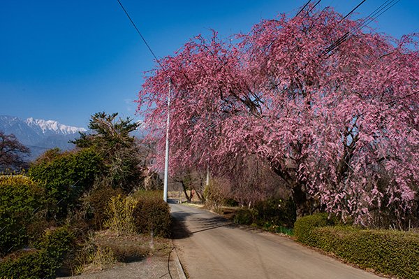 ピンクの枝垂れ桜（真原）