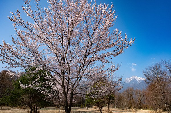 広域農道の桜