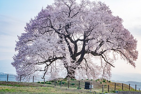 王仁塚の桜の夜明け