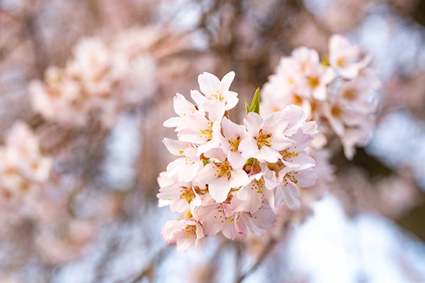 花房