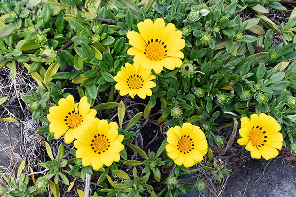 御前崎市商工会