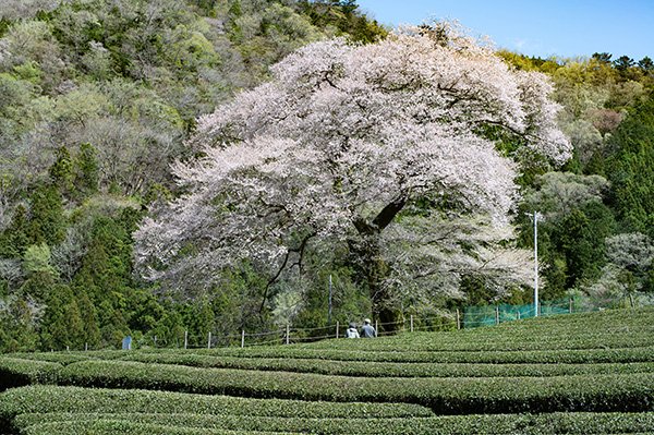 みずめ桜はまっていてくれました