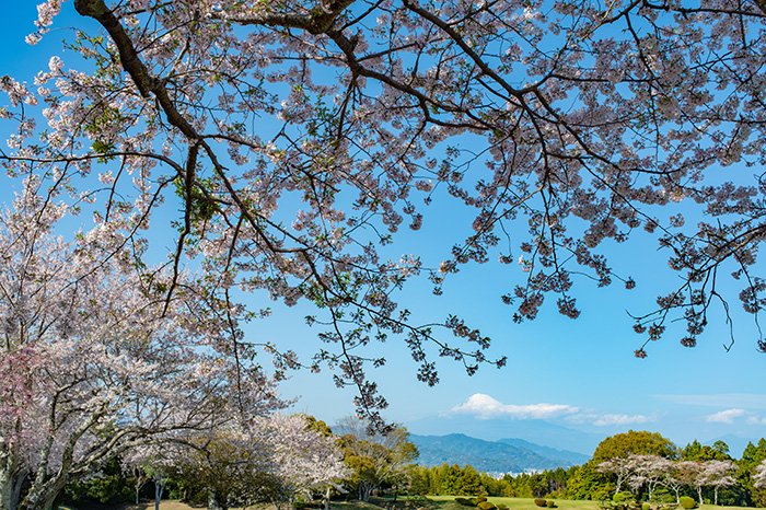 桜の窓越し富士