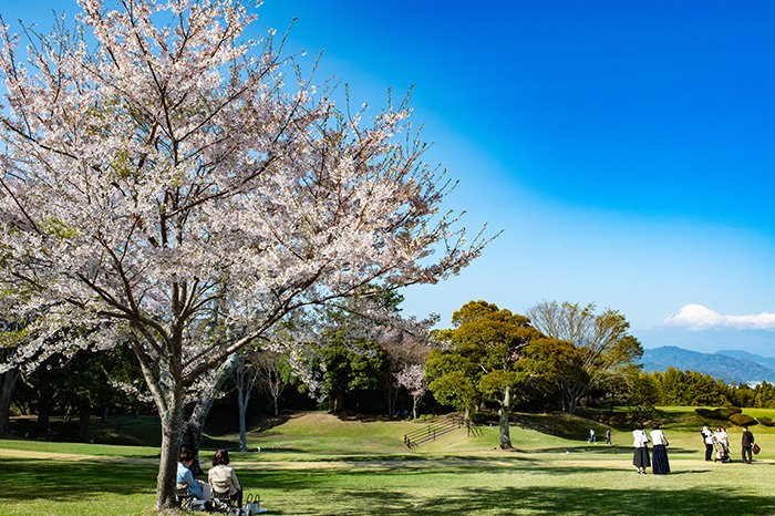 桜に憩う
