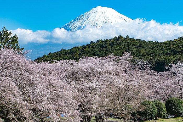 桜越し富士