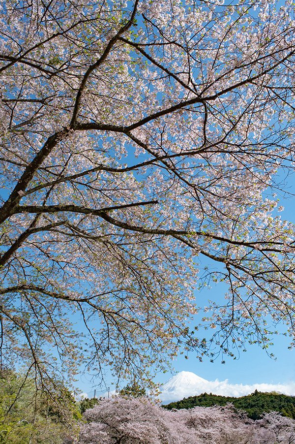 春を告げる快晴桜