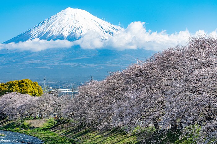 桜満開快晴富士