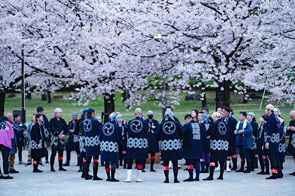 桜と手筒花火