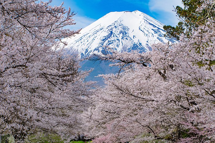 桜の満開桜橋