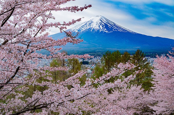 新倉山頂上桜満開