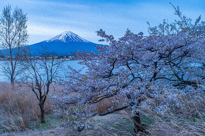 河口湖長崎の桜