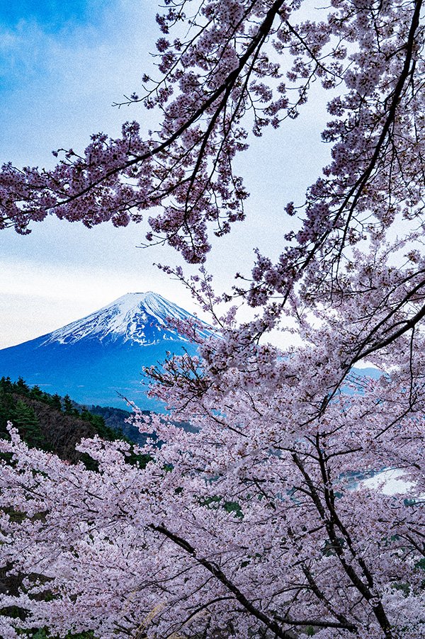 キャンプ場の桜