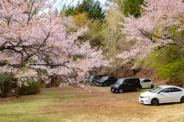 桜の木の下で