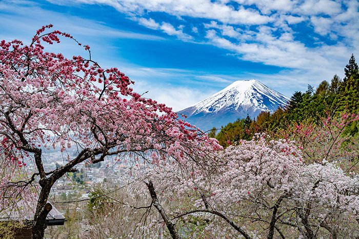 花桃越しの富士山