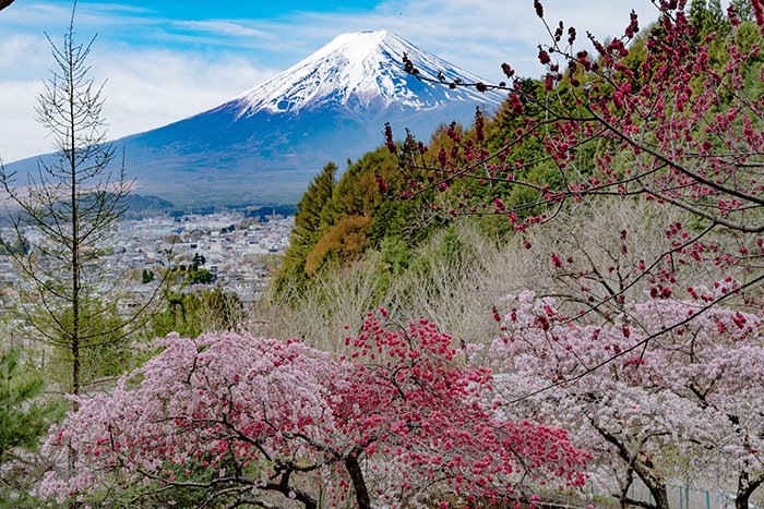 色とりどりの花模様