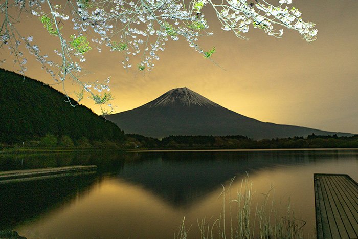 ヘッドライトで浮き上がる桜と金色の空