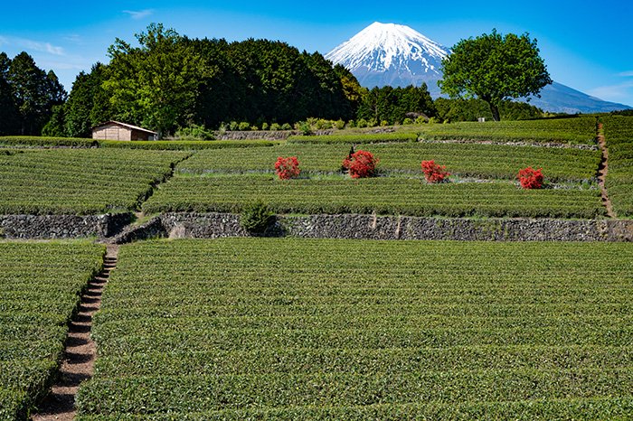 ツツジ咲く茶畑