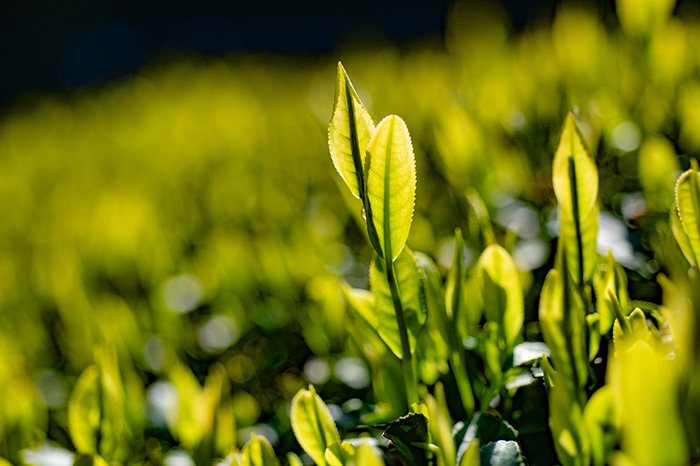 新茶の季節