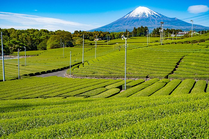 天間の茶畑