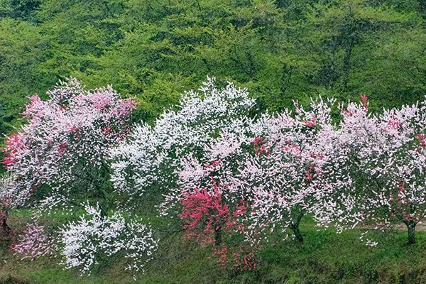 原因は花桃の撮影