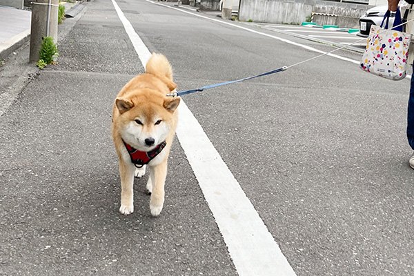 久しぶりに柴犬ハッピーに会う