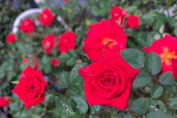 バラも開花し始めました
