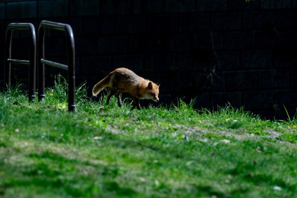 月寒公園のキタキツネ
