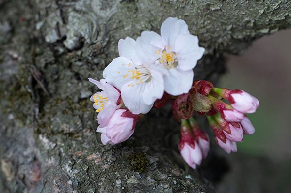 千島桜の開花