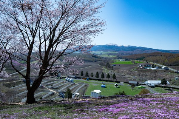 藻琴山と芝桜