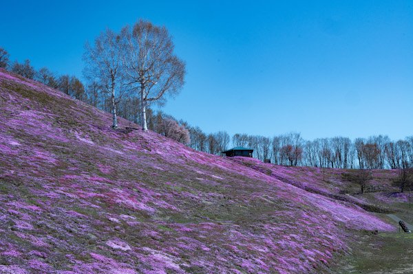 白樺と芝桜