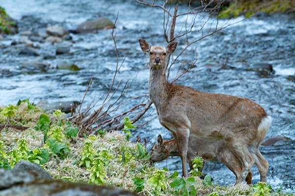 エゾシカが集団で川辺のフキノトウを食べていました