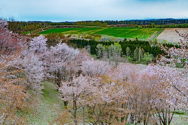 桜の丘から富良野丘陵を見下ろす