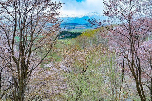 十勝連山と桜