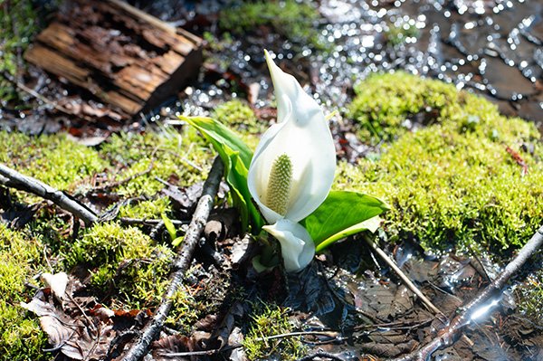 水芭蕉の群落をみつけました