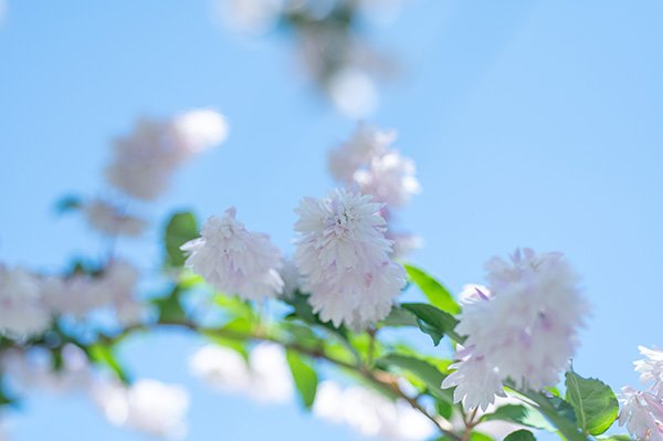 宗堂桜