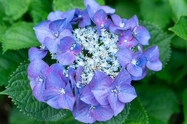 アジサイの花言葉