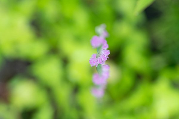 螺旋形状の花房