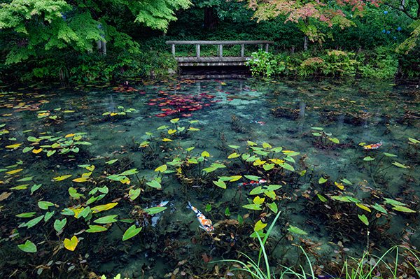 モネの池