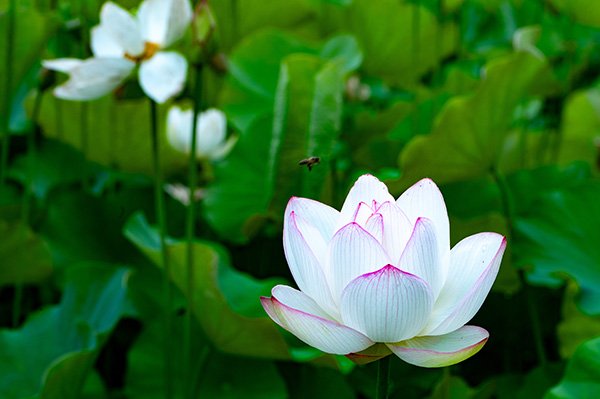 蓮の花